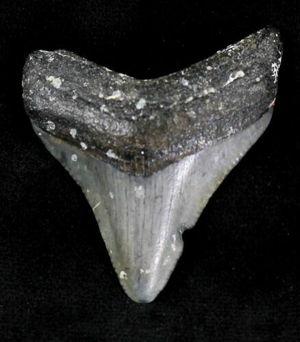 Bargain Juvenile Megalodon Tooth - Florida #21174